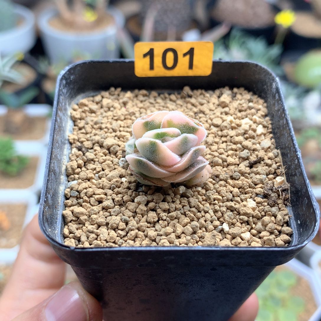 青锁龙属龙宫城锦