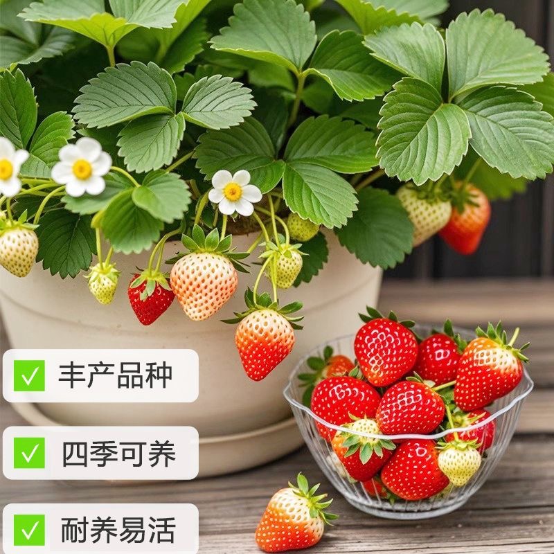 草莓盆栽带果可食用阳台室外好养奶油草莓大苗盆栽四季开花绿植物