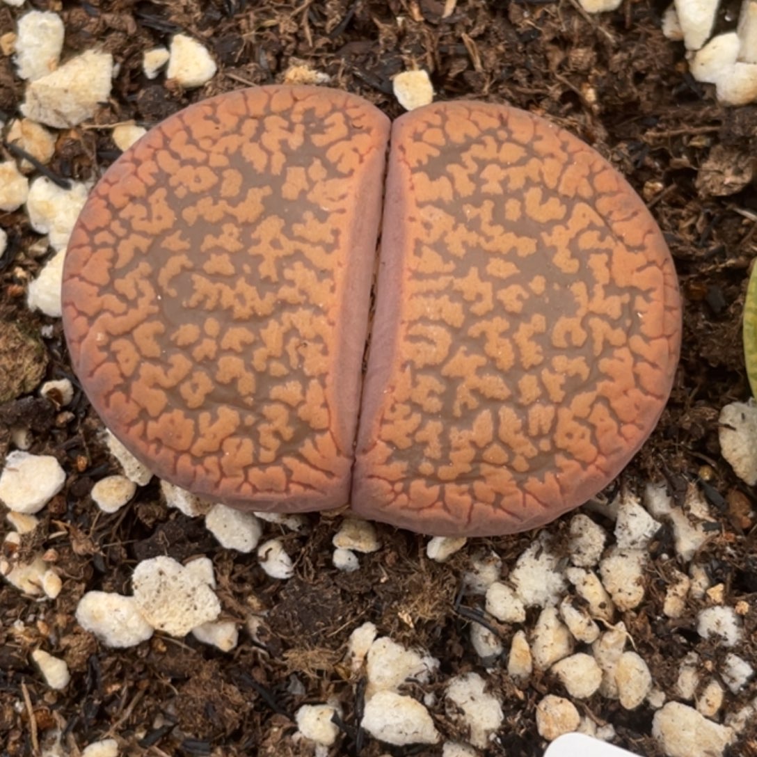 非偏远满20包邮654