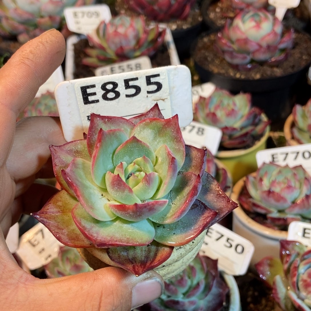 惊鸿一瞥855号楼下