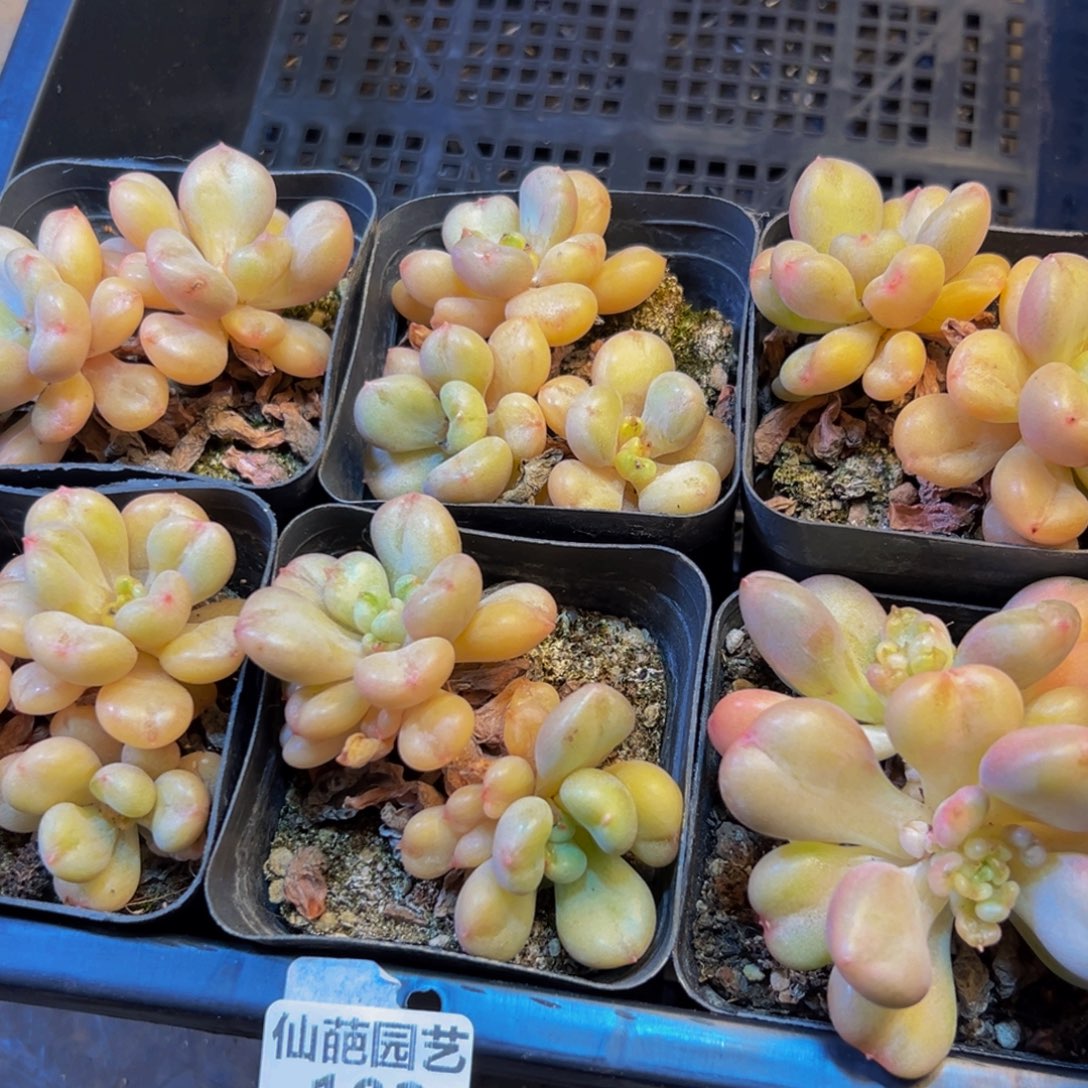 ****七102多肉植物的生长发育规律