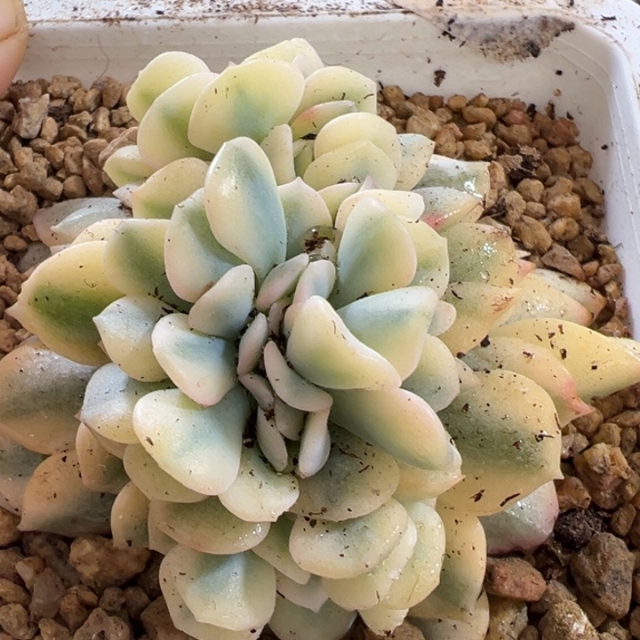 雪精灵锦锦缀多肉植物