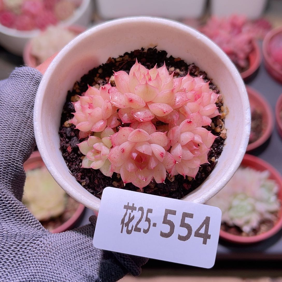 花25-554海王群生