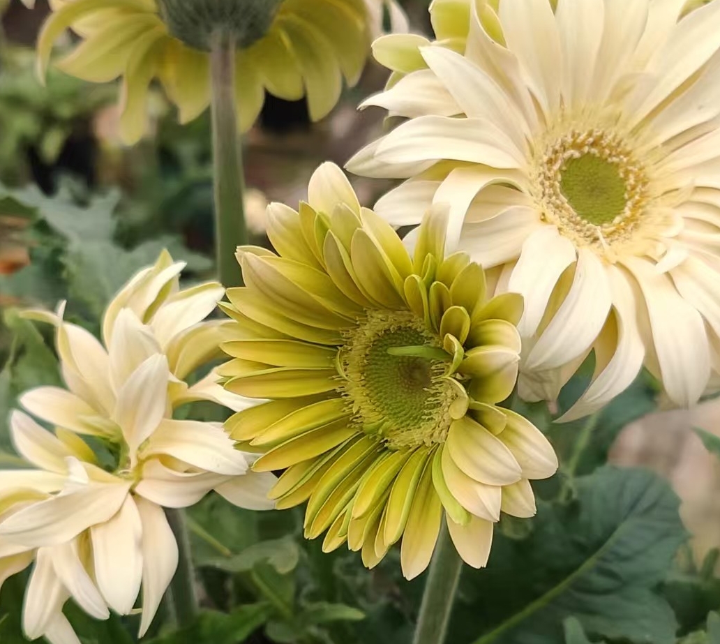 补稀有品种盆栽多年生四季开花易活带花苞大苗多品种