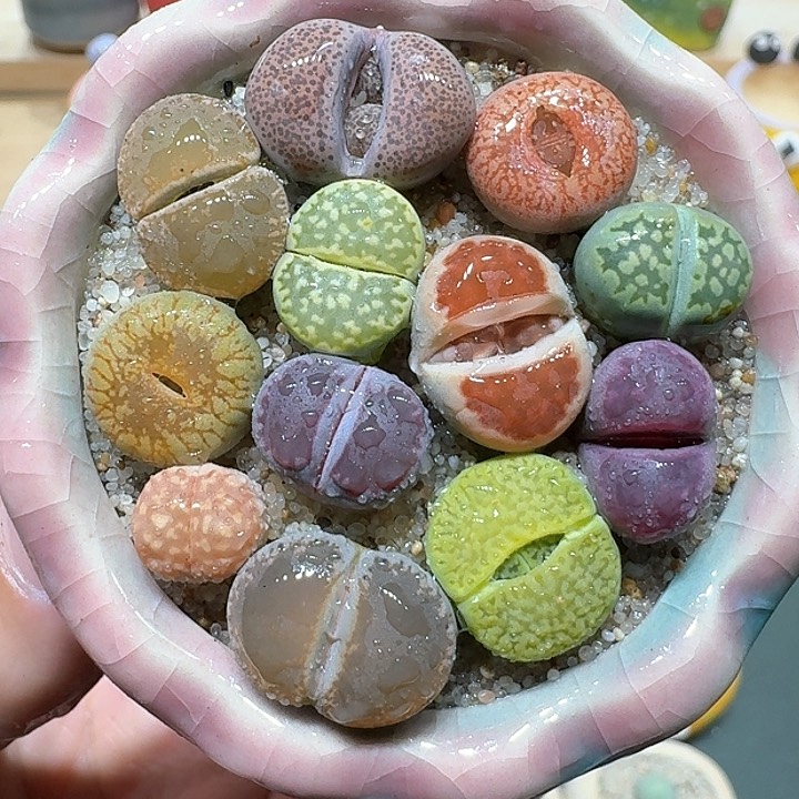 红陶蘑菇634彩拼