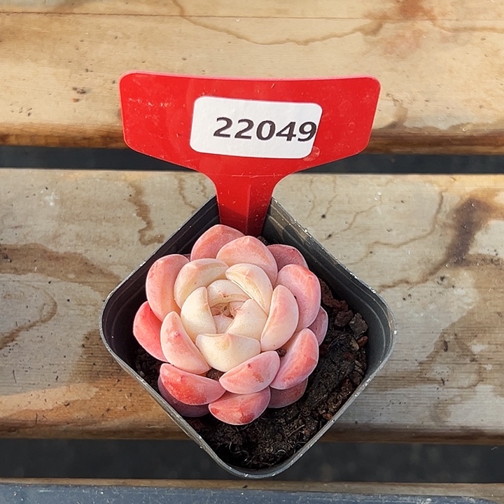 千***～糖心。    22049号。 