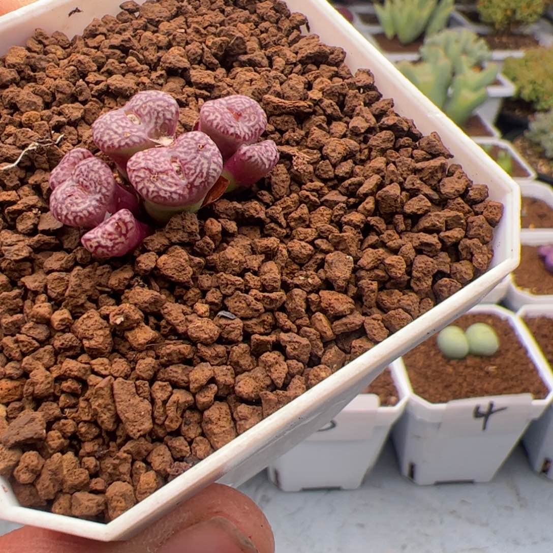 2.16杂交福利多肉植物6