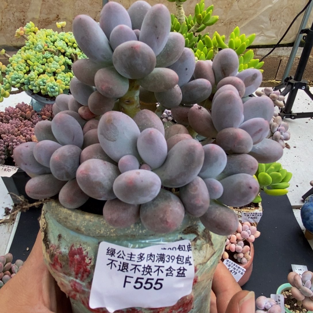 555汤圆奶酪12cm多肉