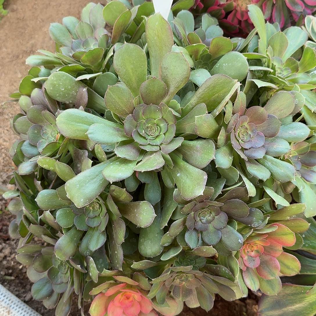 4157流星雨多肉法师多肉