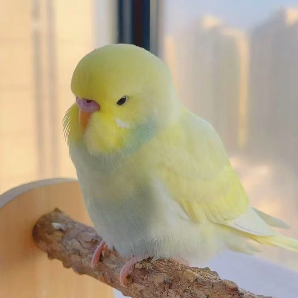 2只手玩金彩虎皮鹦鹉活体