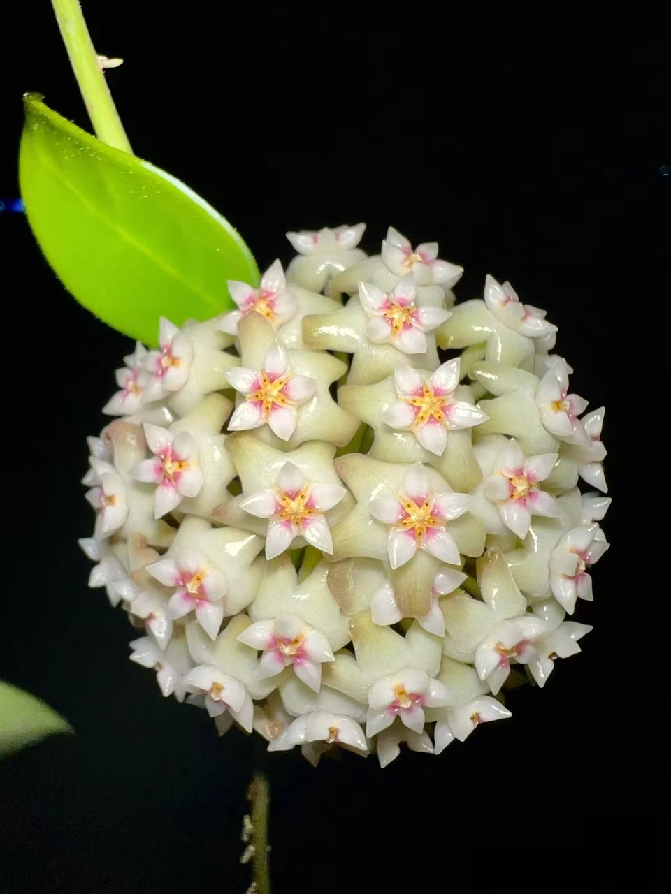 【羊脂玉球兰】球兰基地种植大叶容易垂吊开花开四季办公室阳台可选