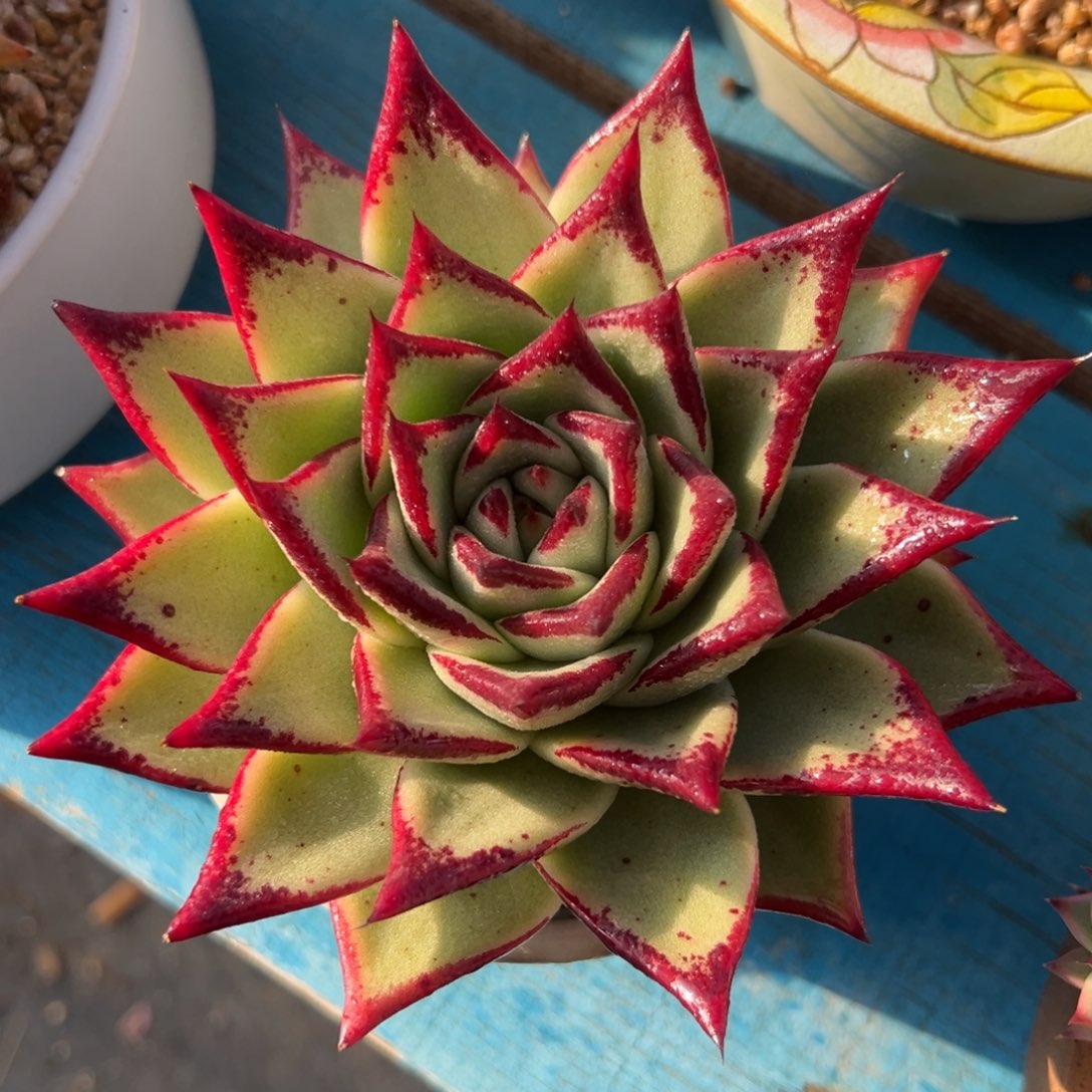 多肉植物一物一拍（10号）