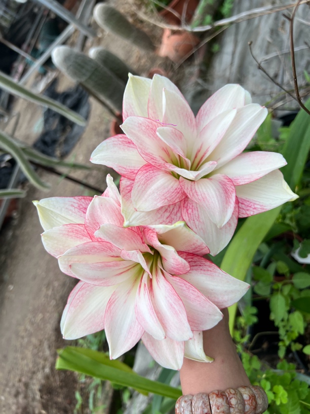 【飞鸟朱顶红蜂鸟澳朱】4.5厘米包对版不包后期养护