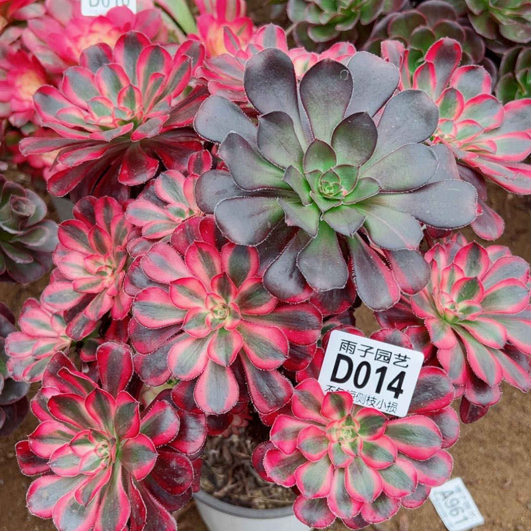014丽娜雨子多肉植物