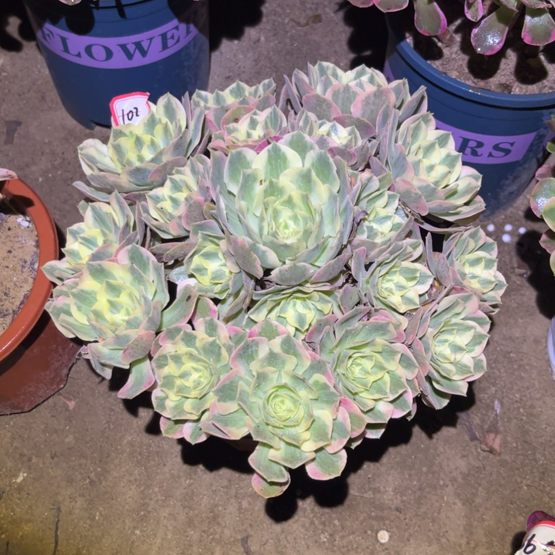 102多肉植物女妖法师