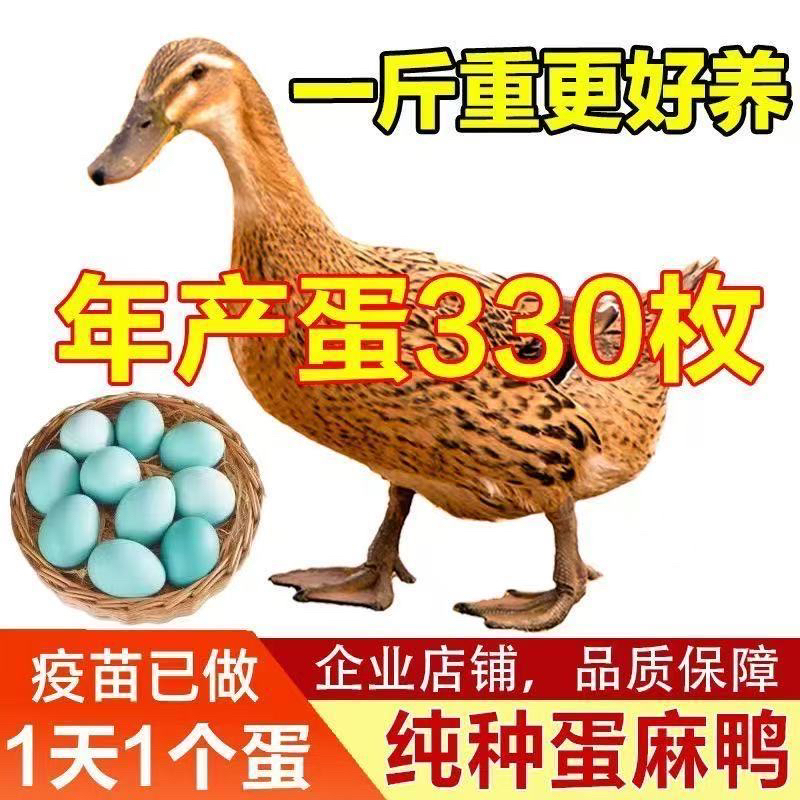 一斤正宗纯种麻鸭高产绿壳蛋鸭苗小鸭苗脱温宠物鸭