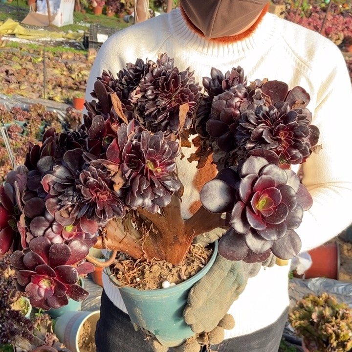 江****姐939欧紫缀化朵朵