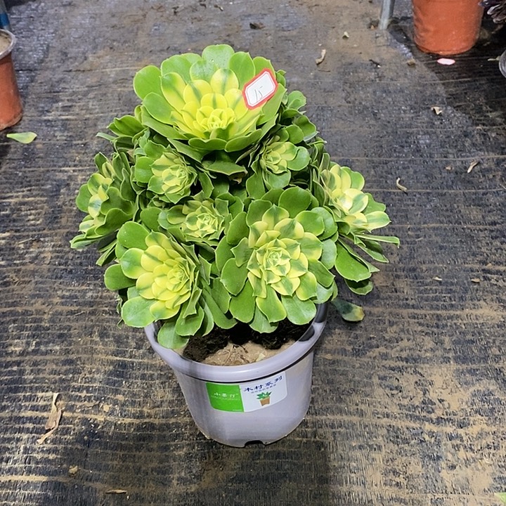 15，辛尼亚多肉135688999999