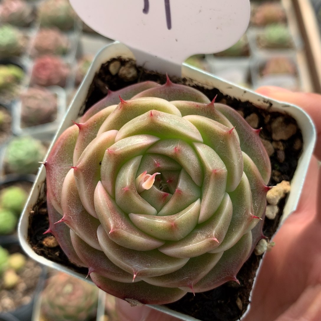 定繁珍妮麦秆单头17