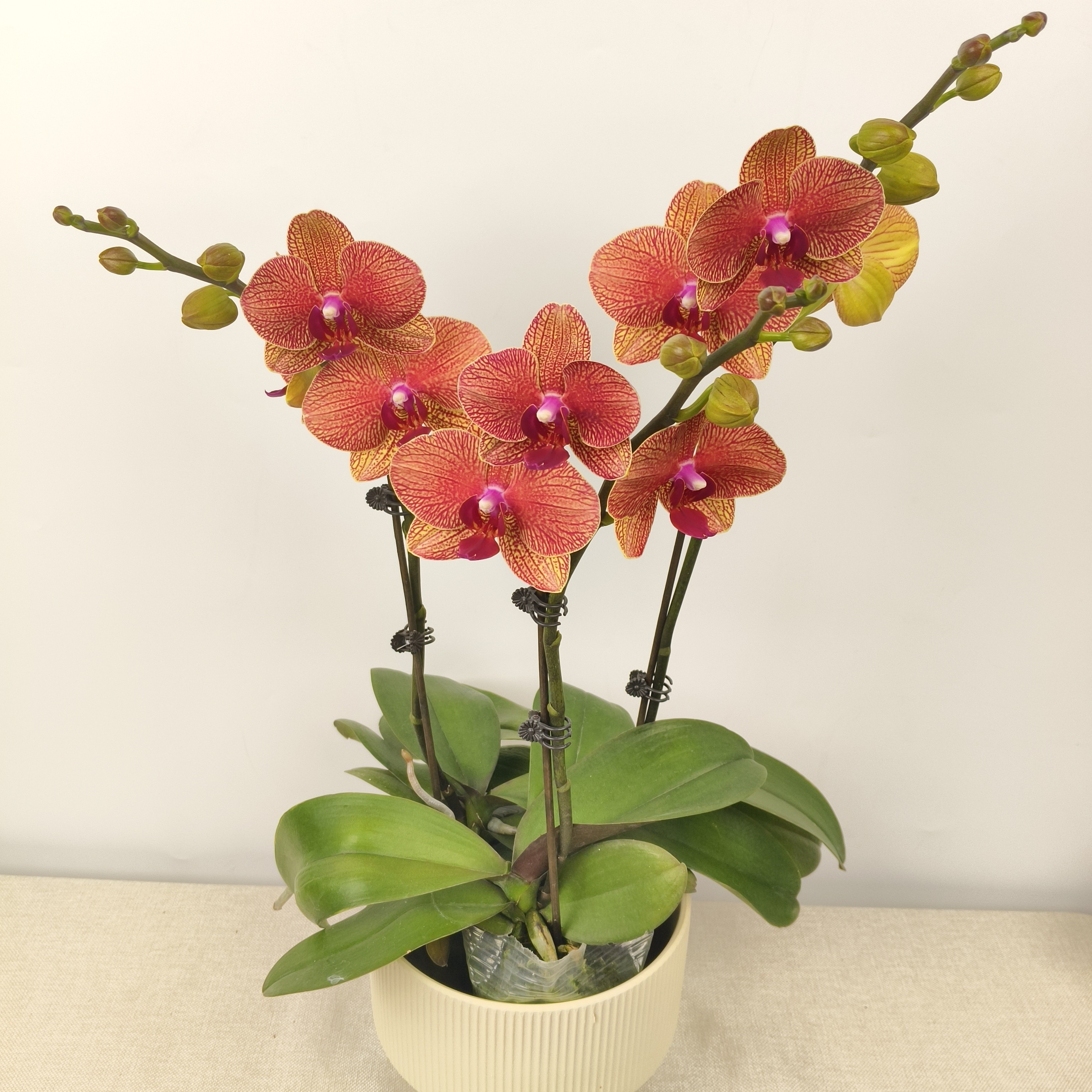 【金秋仙子】橘色带条纹蝴蝶兰带花剑花苞四季开花室内花卉好养活