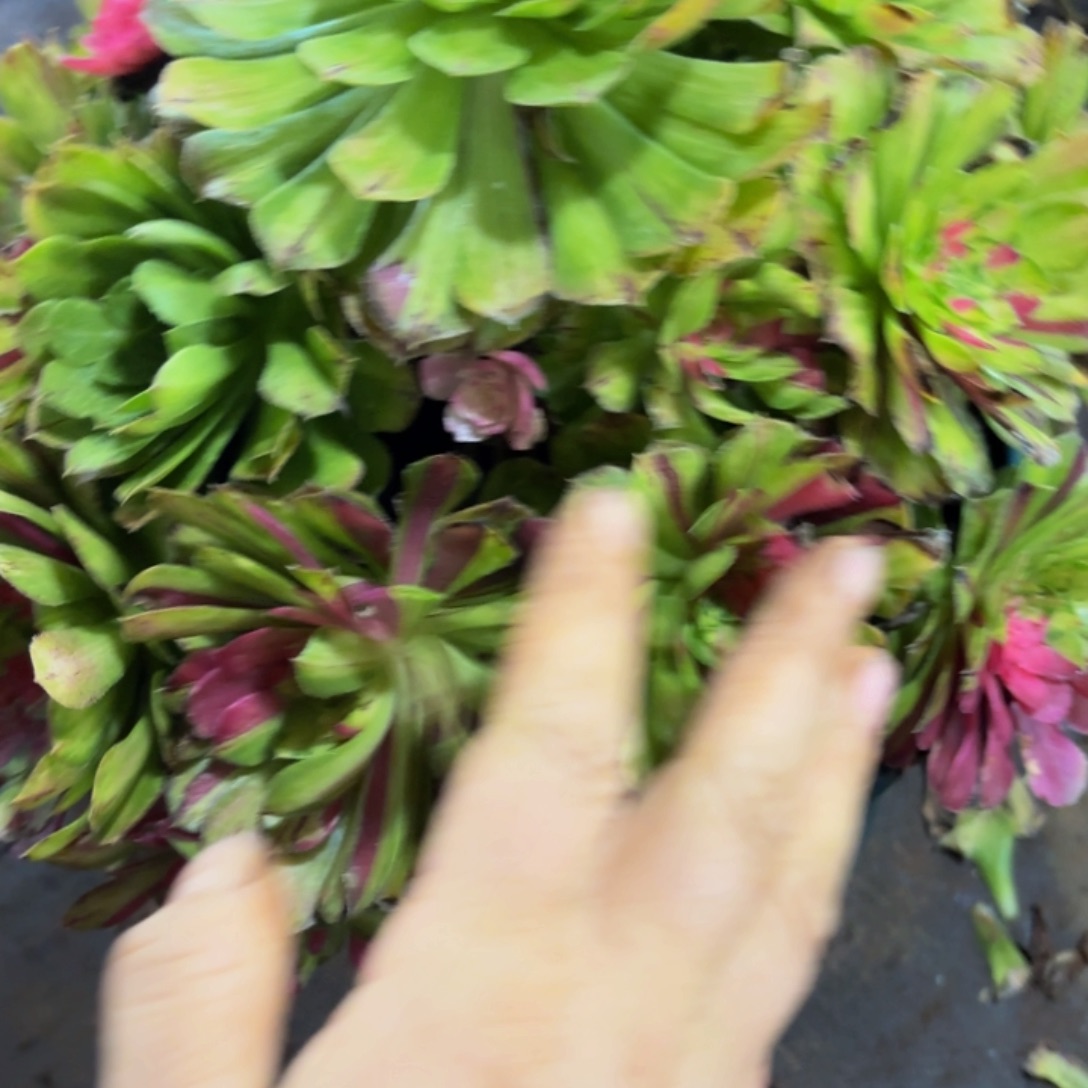 哈哈多肉的福利福利227