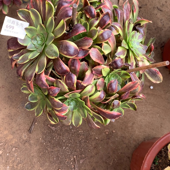 699欧嘉莉多肉植物特价