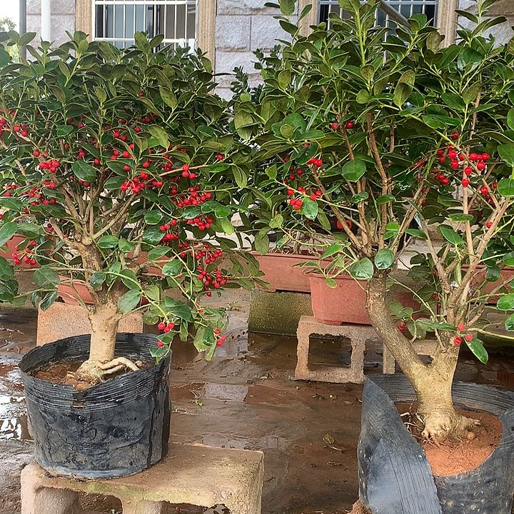 辉***无花朵无刺枸骨金玉满堂