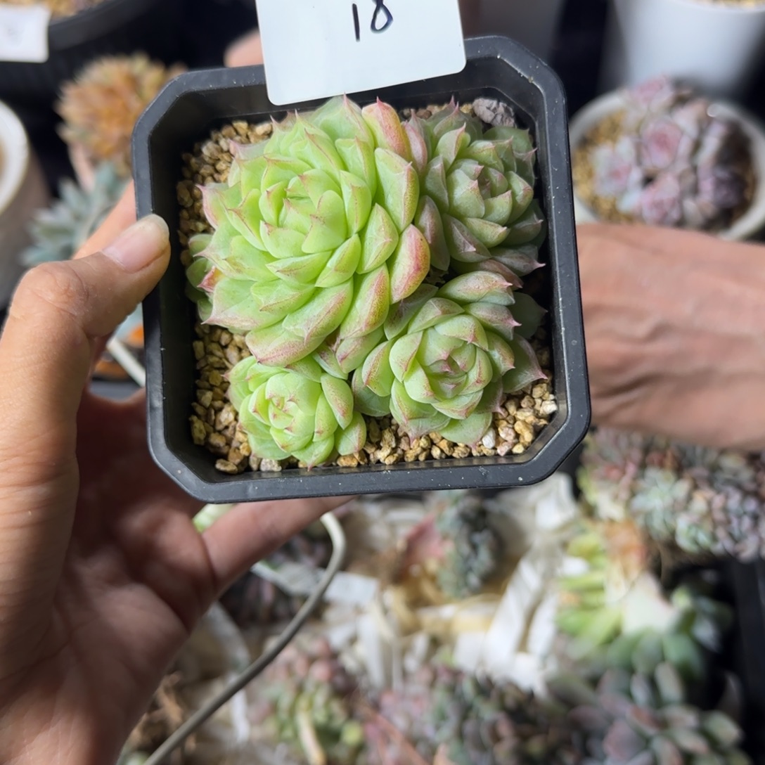 麦秆5头一物一拍18