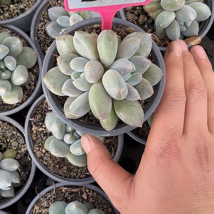 多肉植物胖体哥特群276