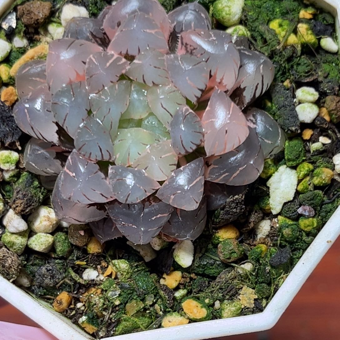 恭喜发财大吉大利626