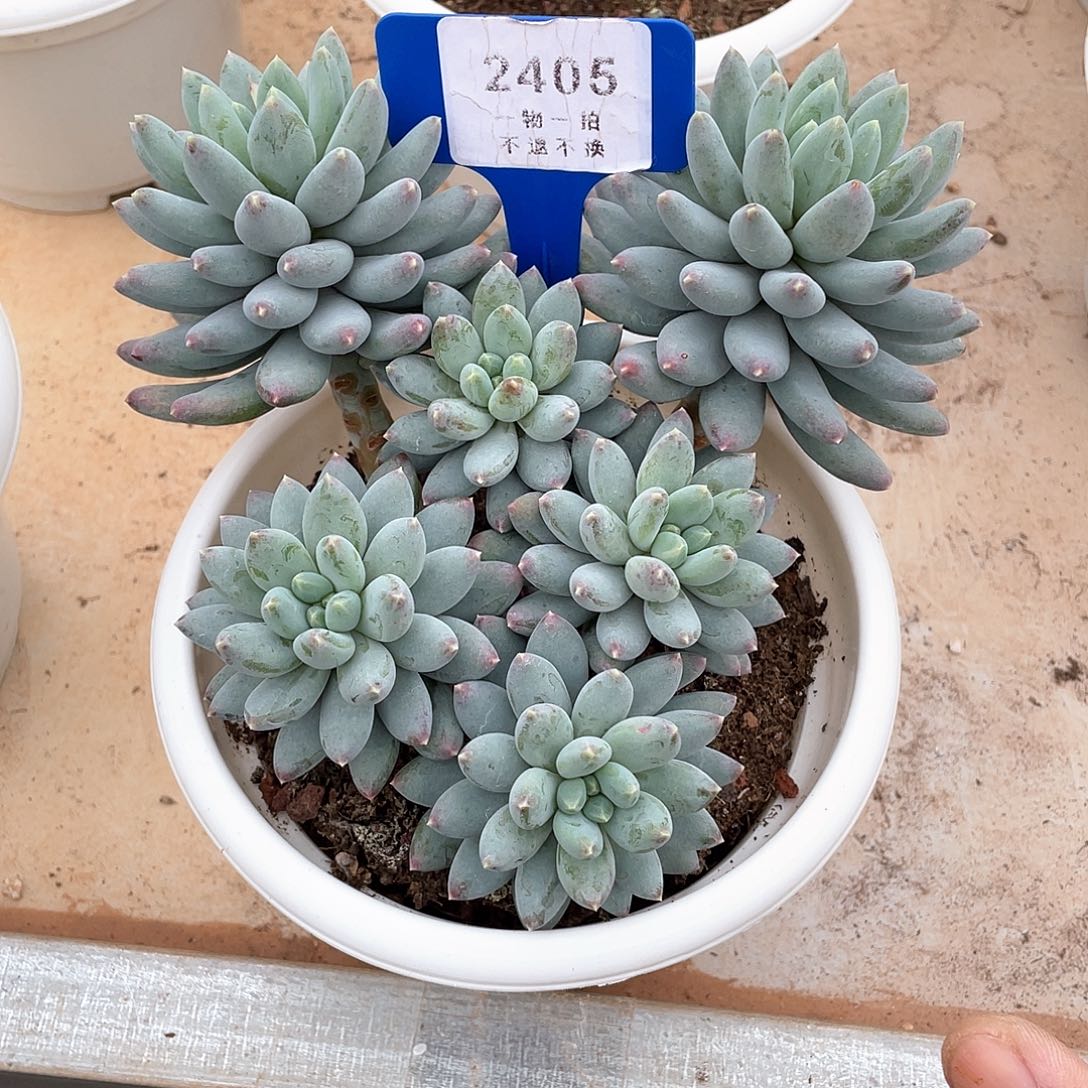 淡***道星月菩提精控群2405号