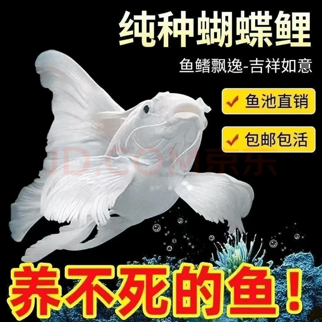 16-19台湾纯种白蝴蝶大鳍大尾冷水观赏鱼好养耐活