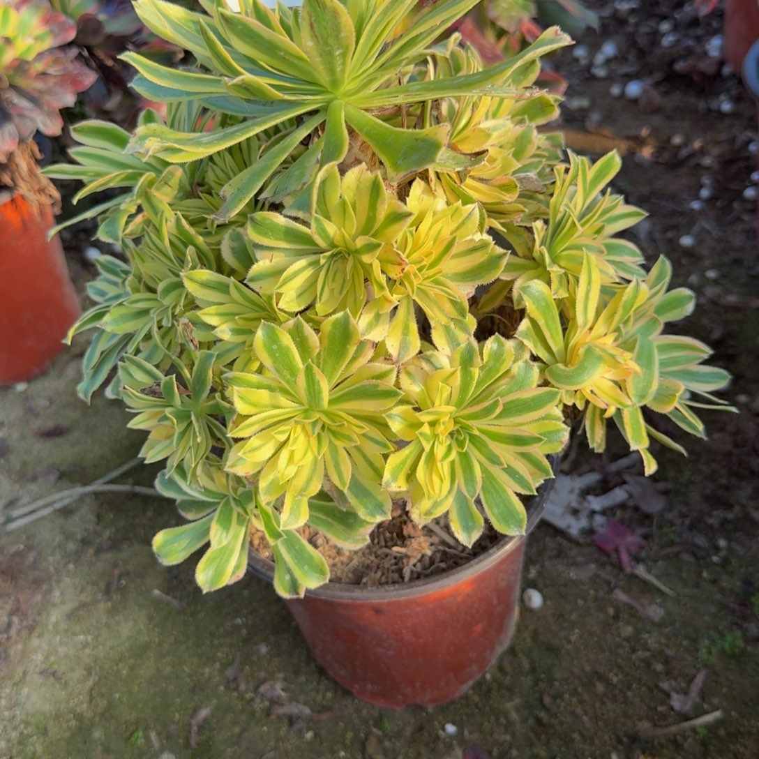 979夕颜。多肉植物