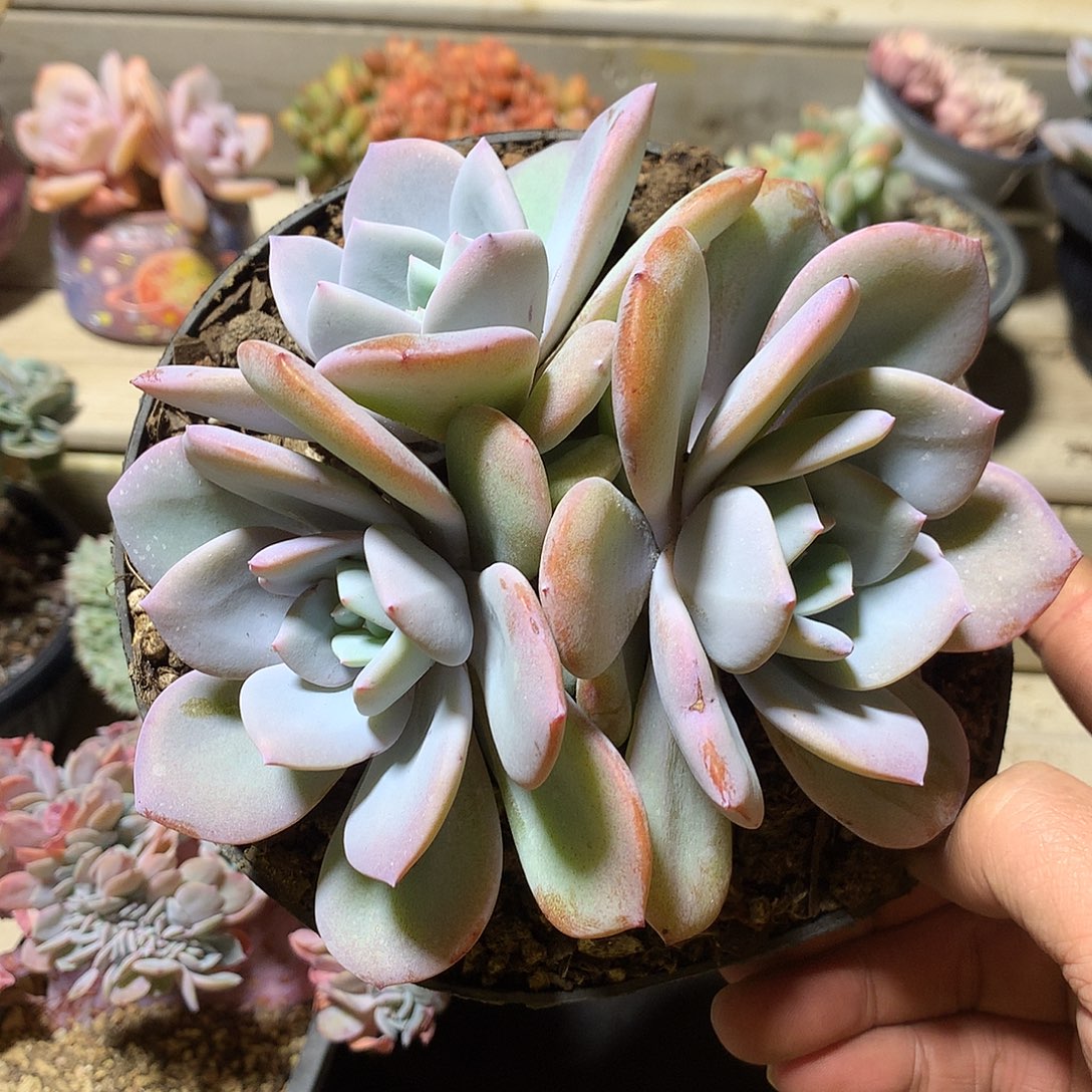 199奶茶多肉一颗14厘米