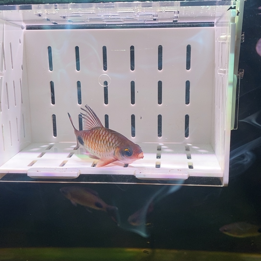 七彩神仙鱼紫红两点鲫 9cm