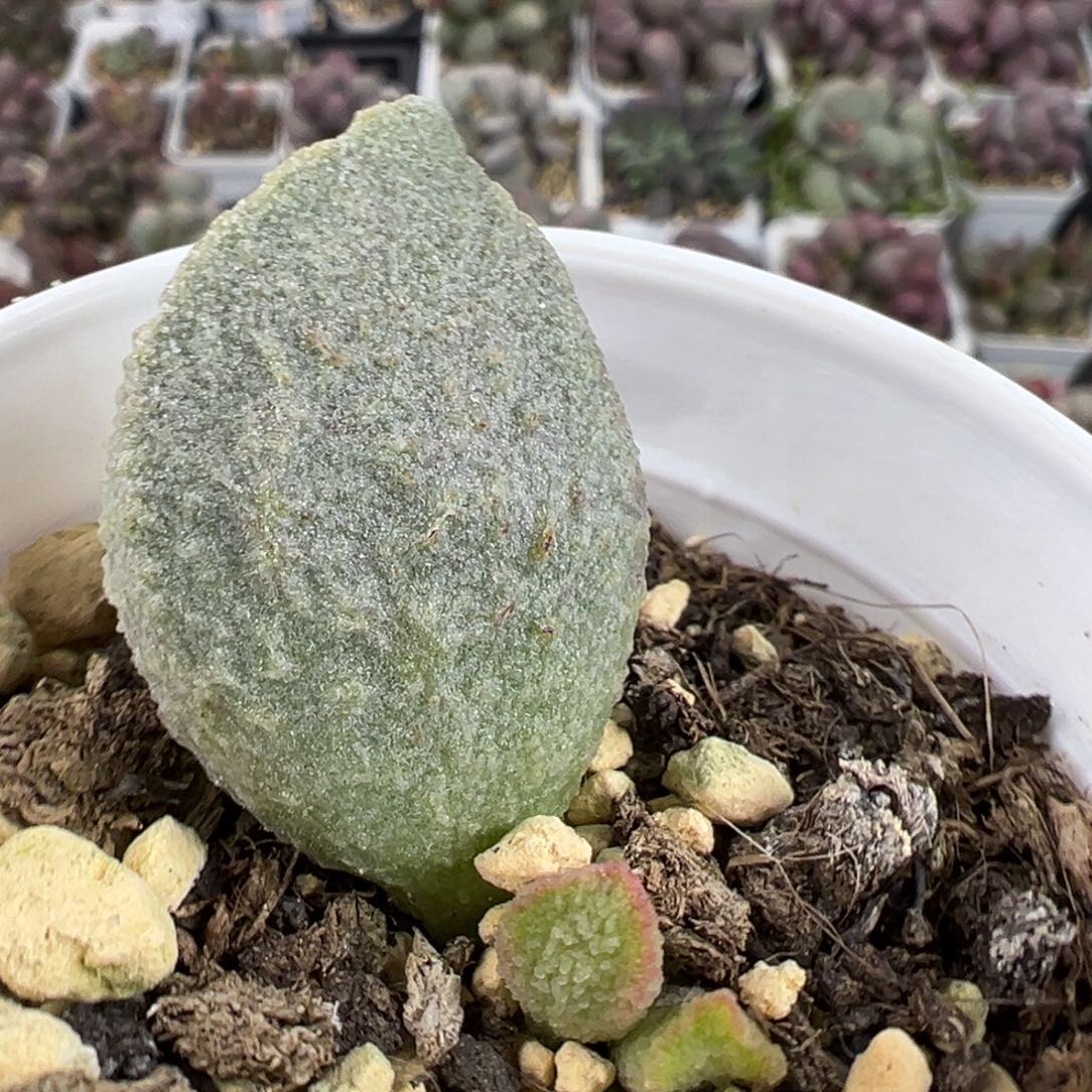 绿猪肝大苗多肉植物水泡