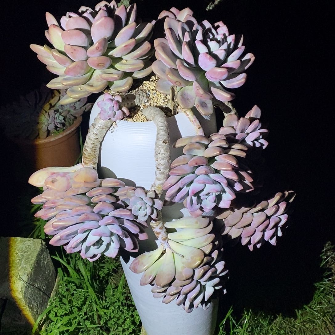 遂***姐奥普玲娜带盆物流自理