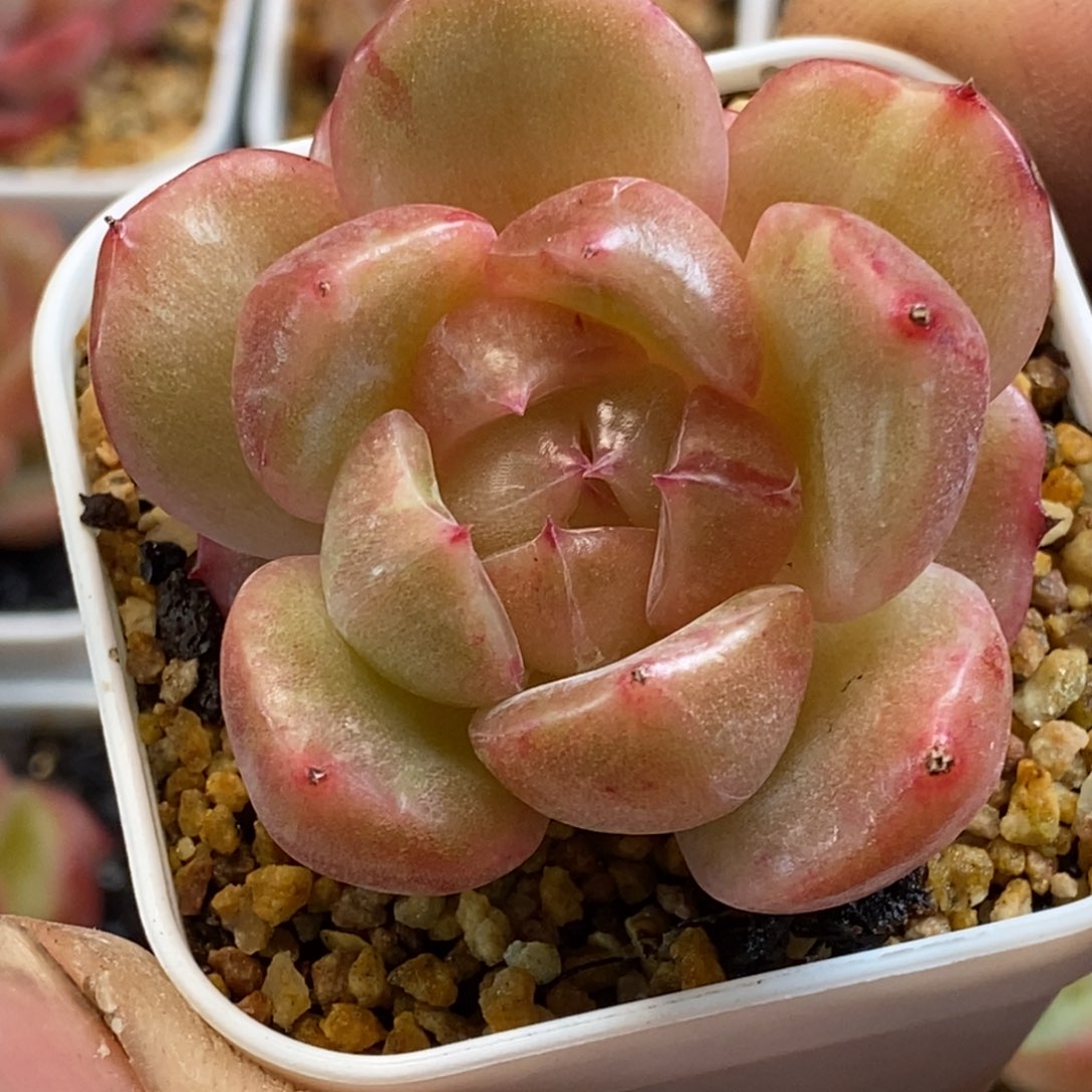 天官赐福百无禁忌