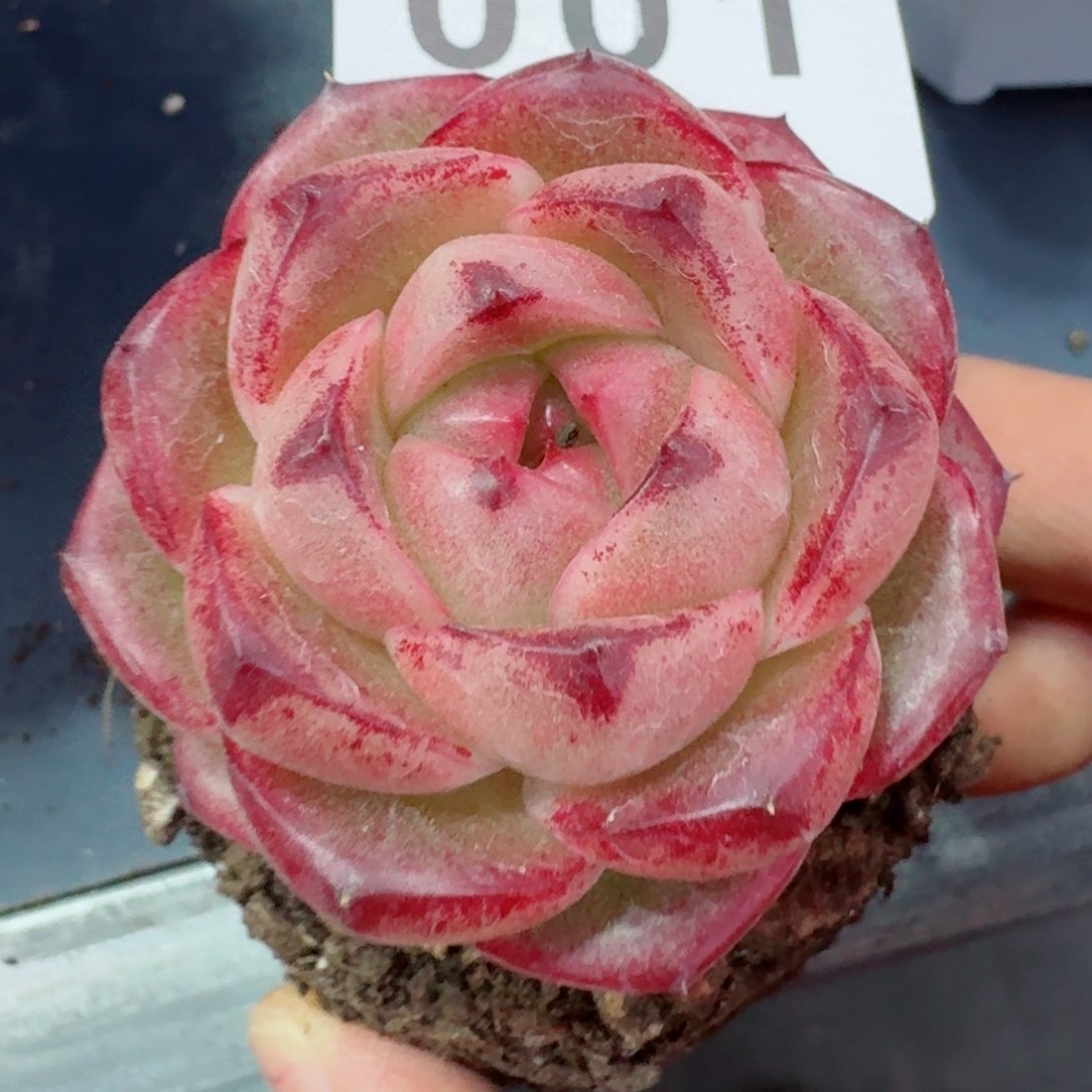 m100           精品多肉