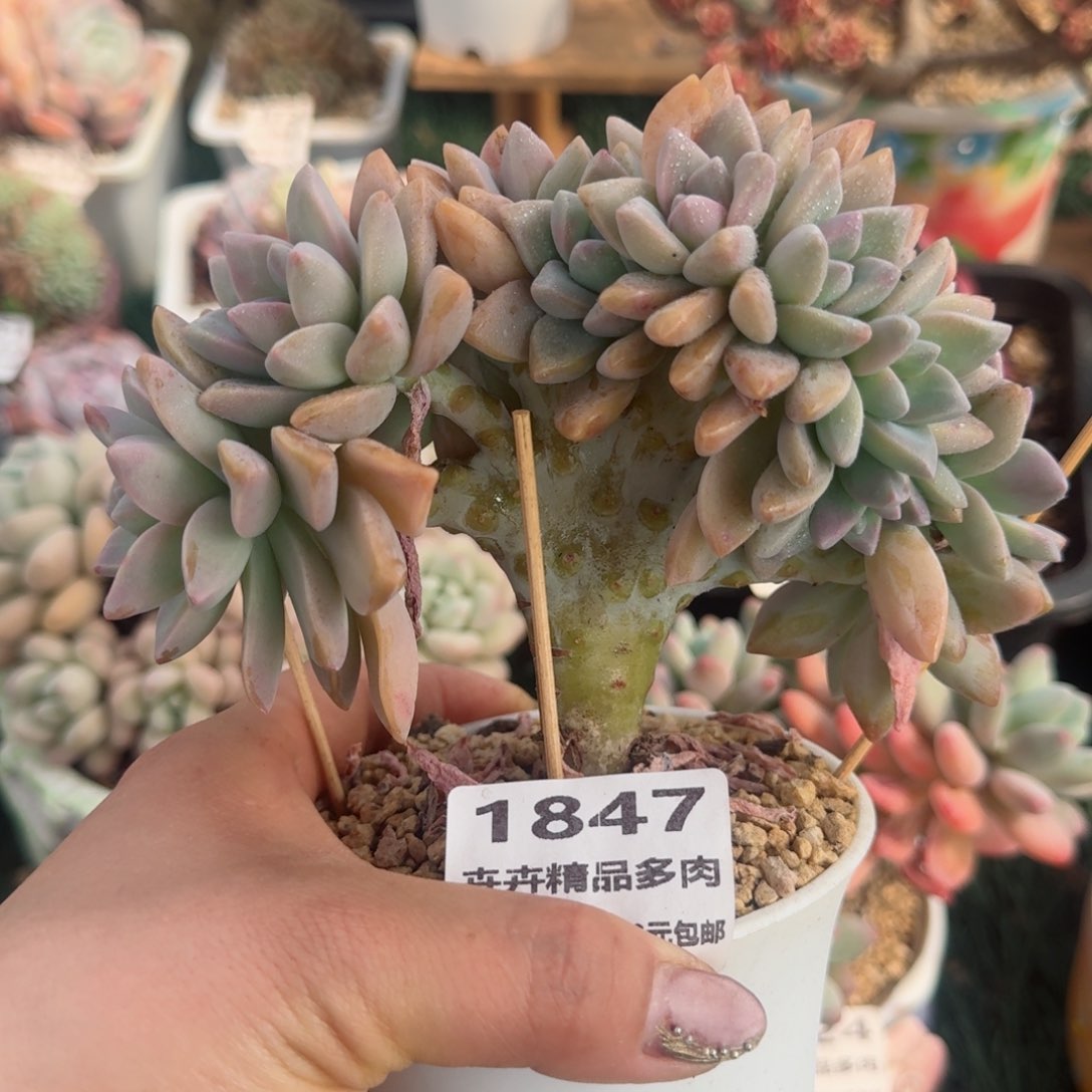 1847一物一拍（满28包邮）