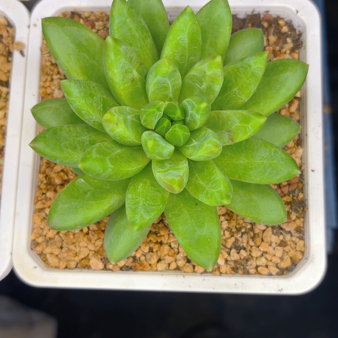 冰晶翡翠一物一拍