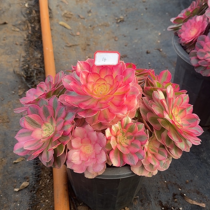 精品多肉植物0016