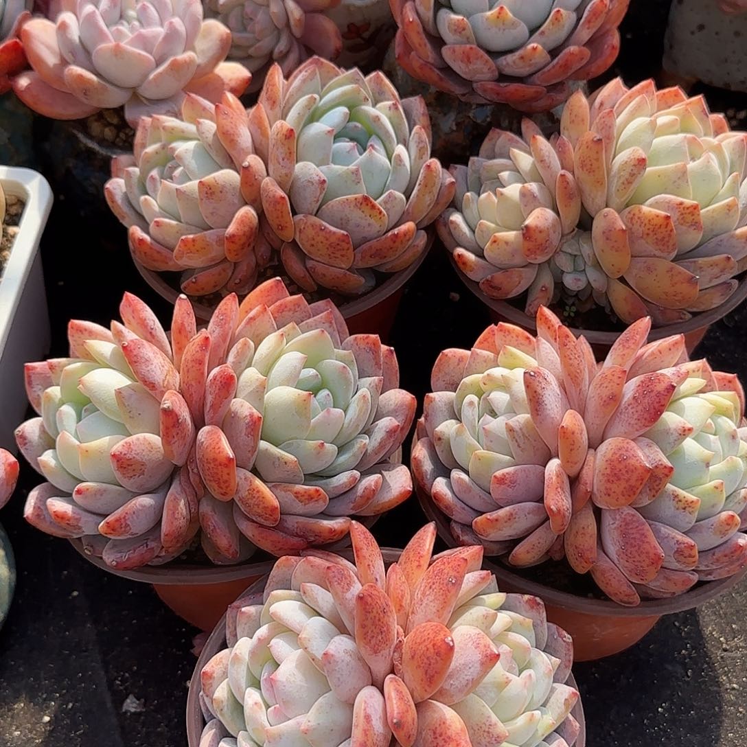 红血橙双头五颗一组