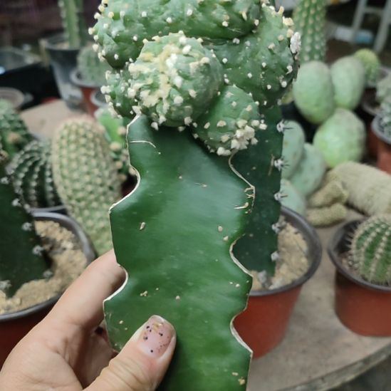 仙人球鱼缀化带杆