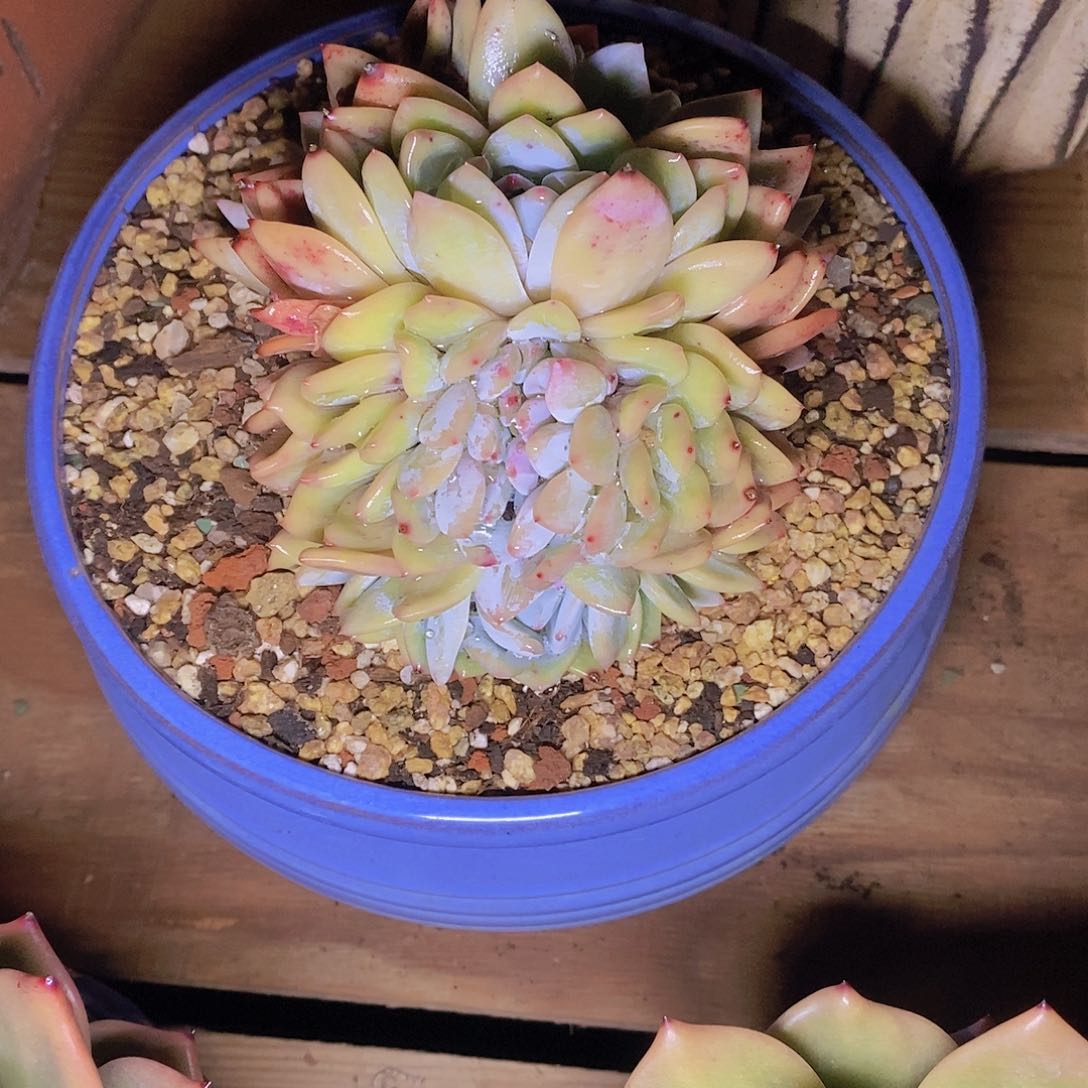 多肉植物橙子朵缀