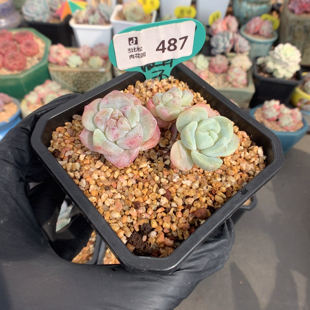 丫***丫487 冰玉石化多肉多肉