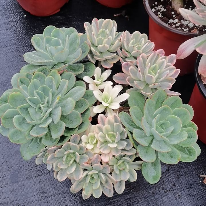 酸橙柠檬白覆轮锦朵朵缀