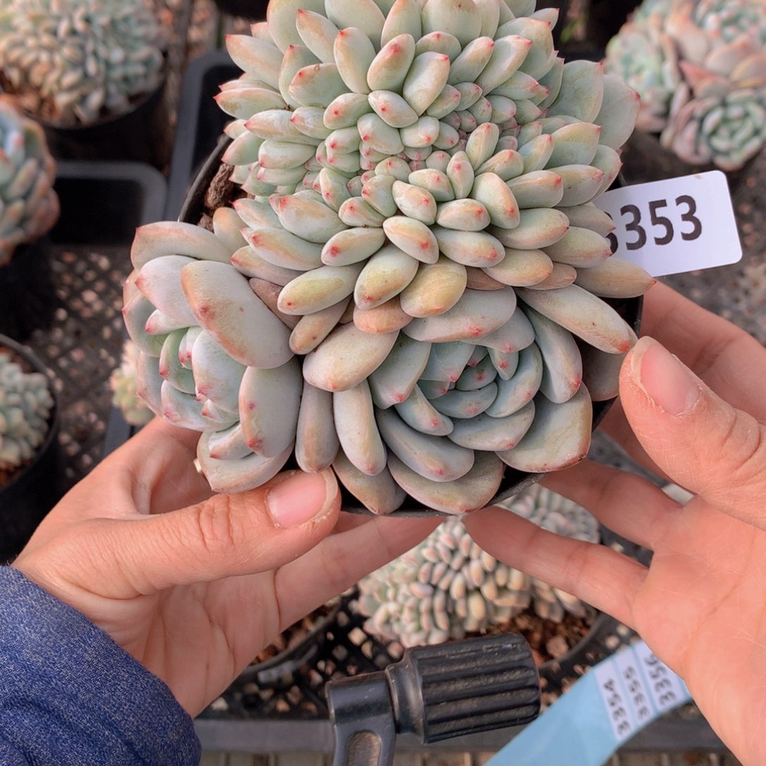 3353缀满是什么事就