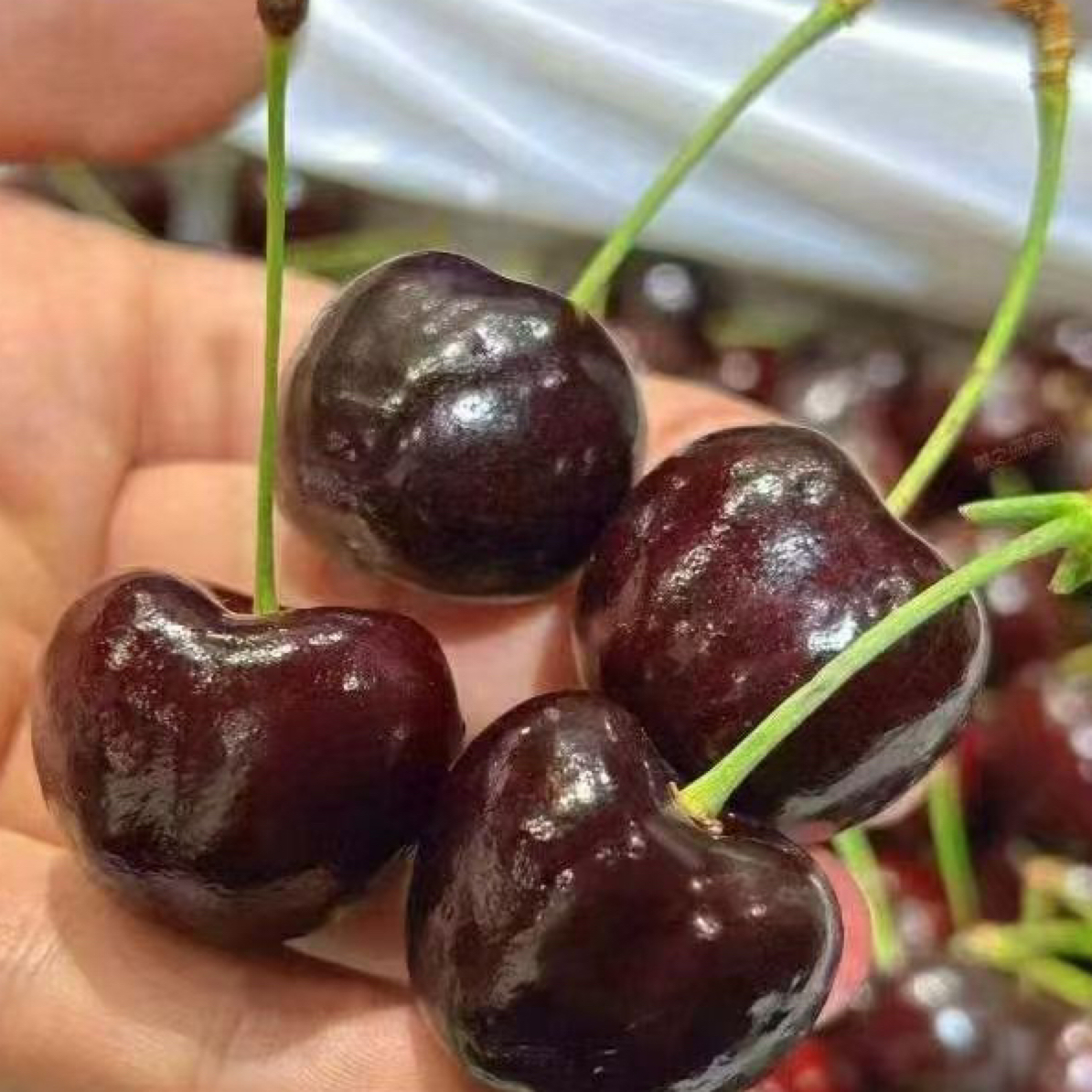 3JD空运智利桑提娜车厘子5斤装桑提娜智利智利