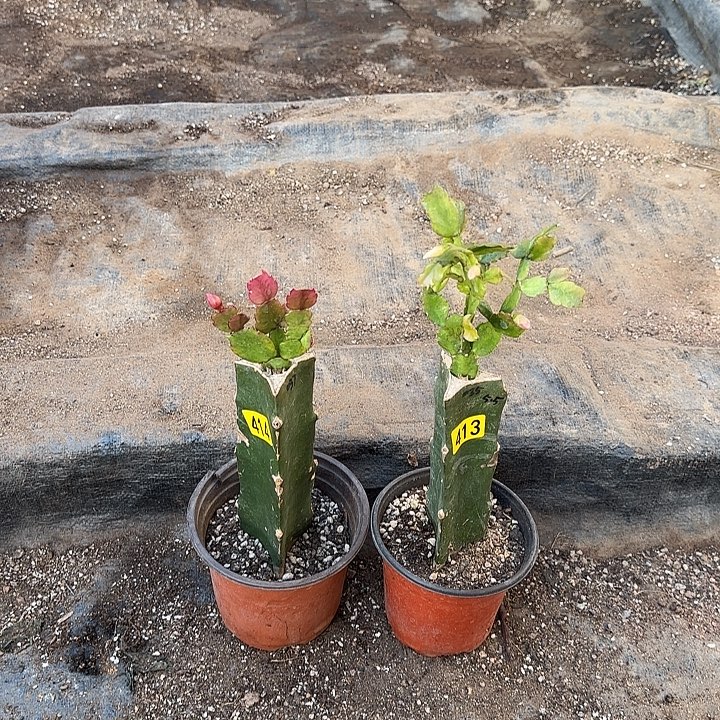 413+414嫁接蟹爪兰：037+035